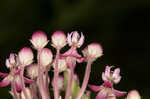 Swamp milkweed